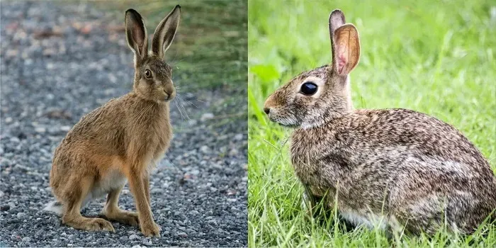 кролик и заяц