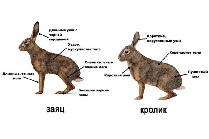 отличия между зайцем и кроликом