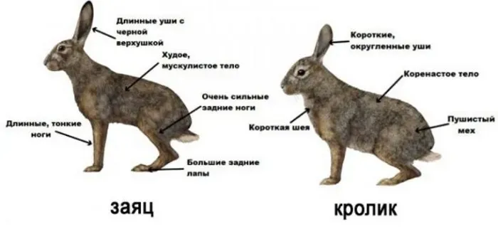 схема отличия кроликов 