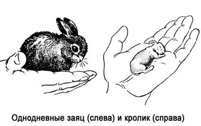 однодневные кролик и заяц