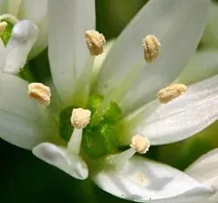 Allium ursinum ENBLA03.jpg