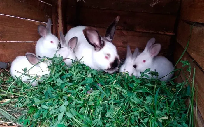 корм для кроликов из зелени
