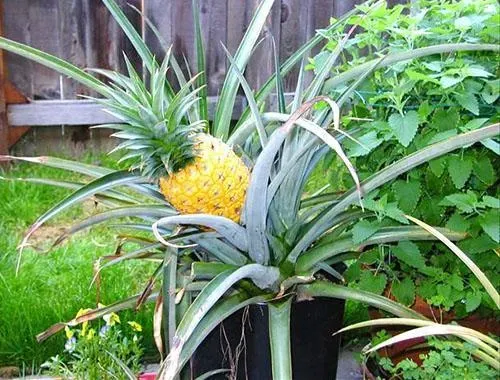 В домашних условиях выращивают ананас из хохолка