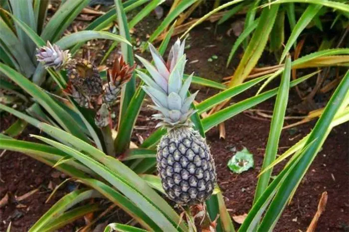 Как растет ананас - где растет и как его выращивать правильно своими руками быстро и просто (110 фото + видео)
