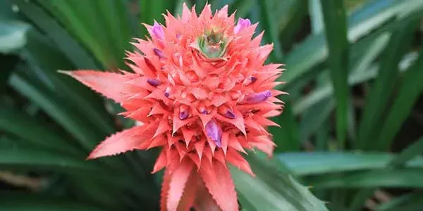 ананас-цветёт