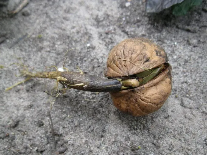 Проросший плод грецкого ореха