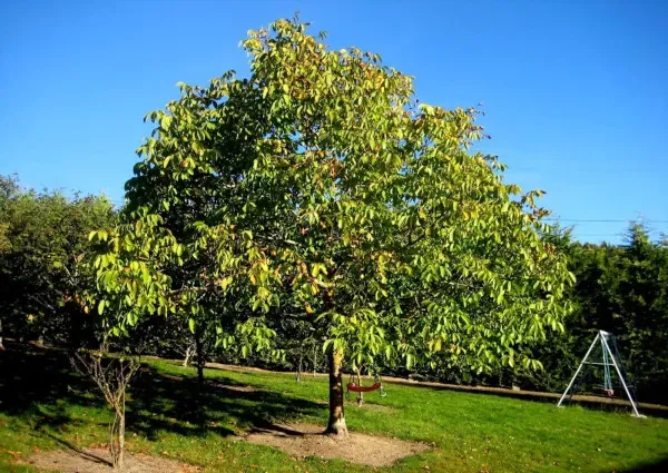 Дерево грецкий орех. Фото, как растет, выглядит, как вырастить