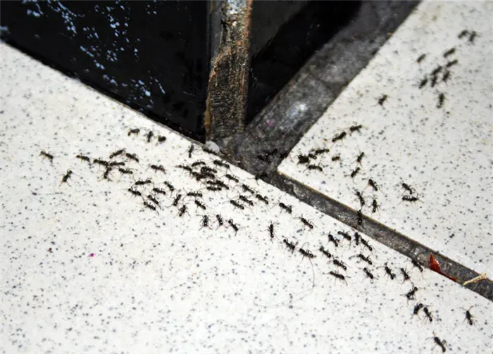 Проверяем почаще жилище на наличие муравьёв