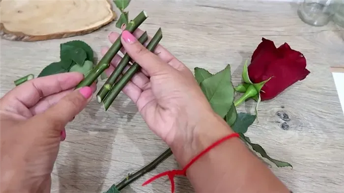 Инструкция для начинающих цветоводов: как укоренить розу из букета в домашних условиях