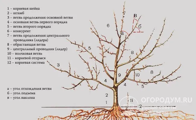 Схематическое изображение строения плодового дерева