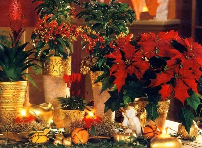 Если у вас не растёт пуансеттия — это серьёзное упущение: цветущее под конец декабря растение несёт в себе дух Рождества и Нового года.