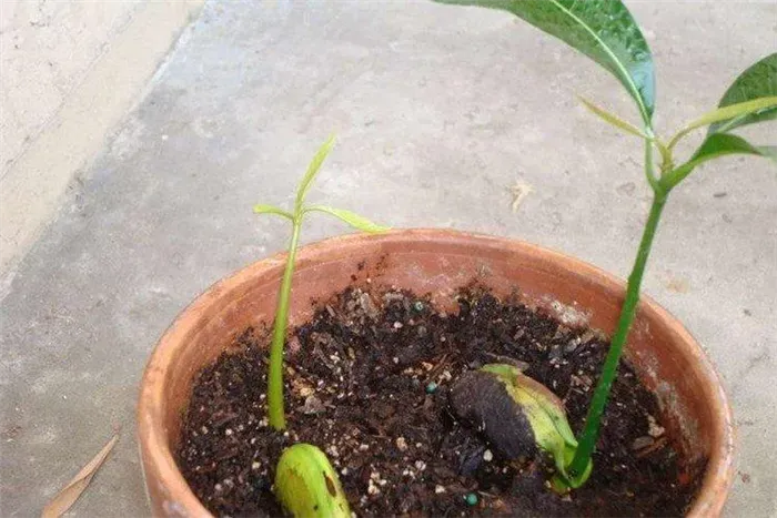Как посадить манго - Как вырастить манго из косточки в домашних условиях