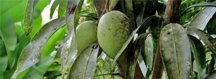 как вырастить манговое дерево
