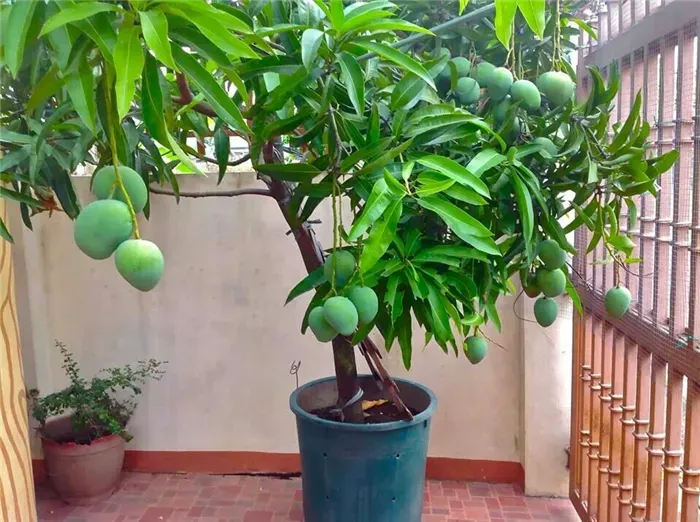 манго как растет