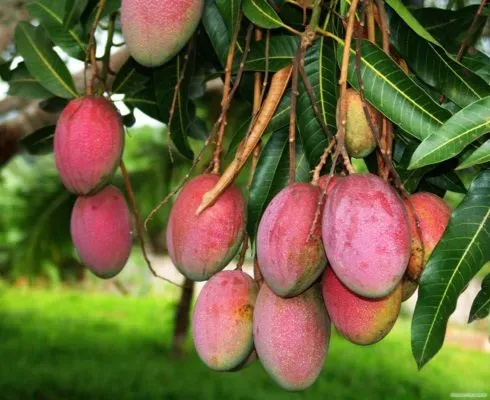 Индийские манго