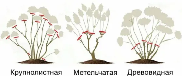 Схема обрезки разных видов гортензий