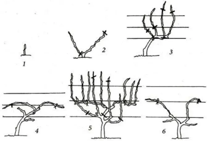 Схема обрезки методом Гюйо