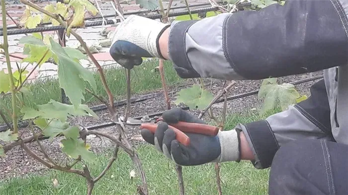Зачем нужна обрезка винограда осенью и как правильно её проводить