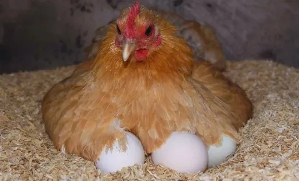 Несушки в идеальных условиях содержания приносят более 300 яиц в год
