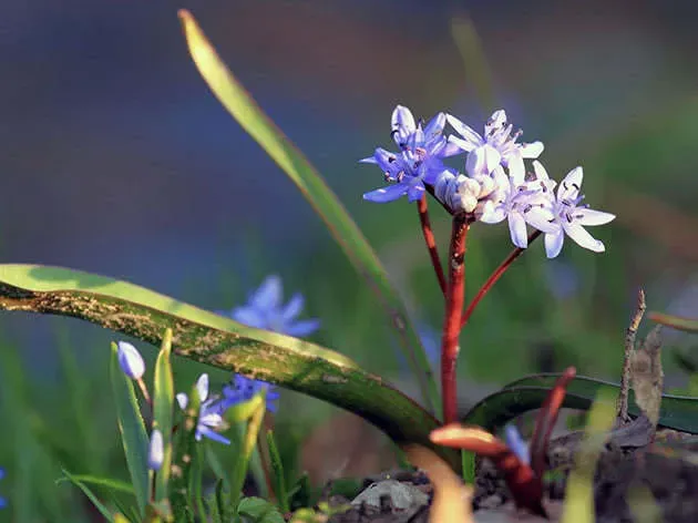Пролеска двулистная (Scilla bifolia)