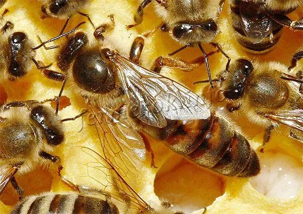 Дольше всего из всех видов пчел живет именно матка – 3-4 года на пасеке