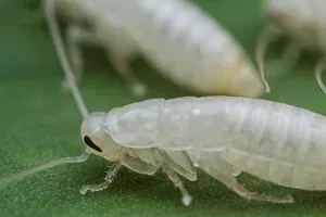 6 разновидностей тараканов и какая у них продолжительность жизни?