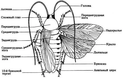 Строение тела таракана