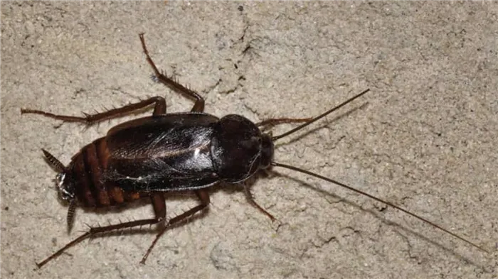 6 разновидностей тараканов и какая у них продолжительность жизни?