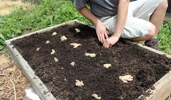 Как вырастить имбирь в открытом грунте, посадка и уход в домашних условиях. Фото