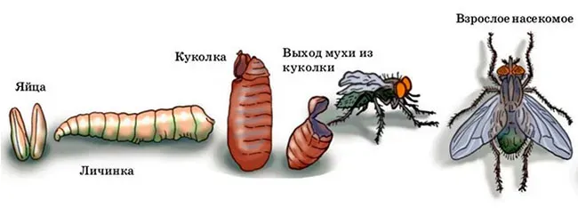 Жизненный цикл мухи
