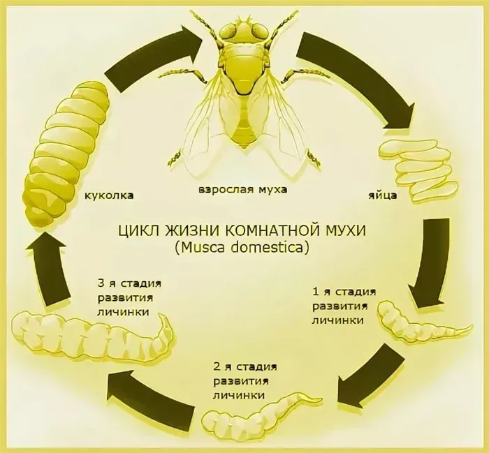 Цикл жизни мухи
