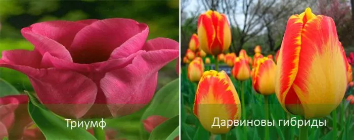 Среднецветущие тюльпаны