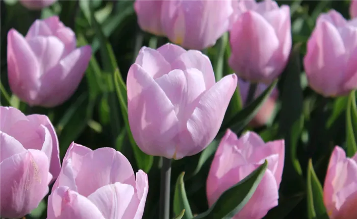 раннецветущие тюльпаны