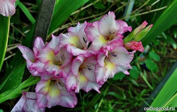 Гладиолус-цветок-Описание-особенности-виды-и-уход-за-гладиолусами-1