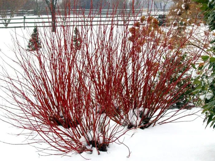 Растения с красными стеблями красиво смотрятся на фоне белого снега