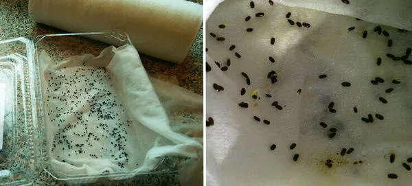 Стратификация семян лаванды при помощи салфетки. Фото Алисы Гареевой