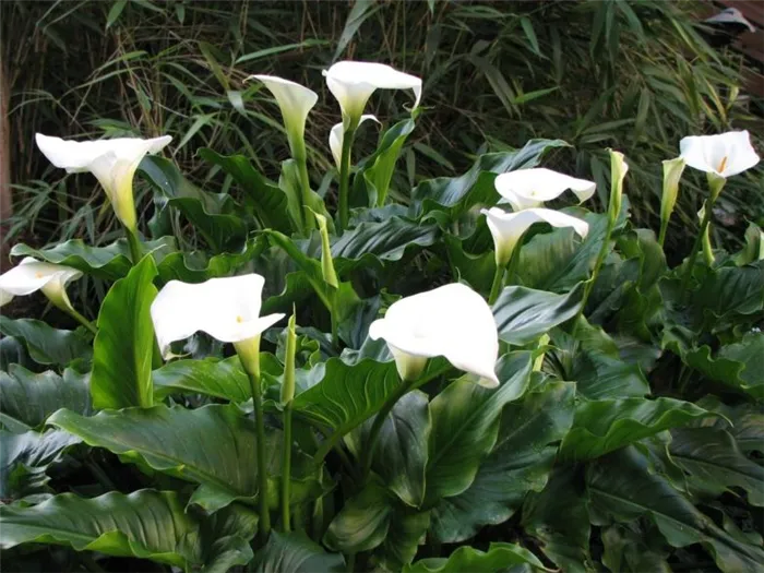 Каллы - сорта, посадка, уход и выращивание цветка в открытом грунте