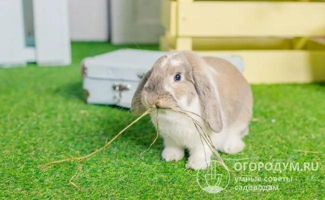 На фото – карликовый кролик породы баран – одной из самых популярных среди любителей домашних питомцев