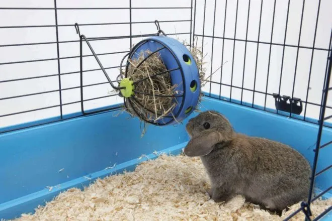 Кролик сидит в клетке и ест сено