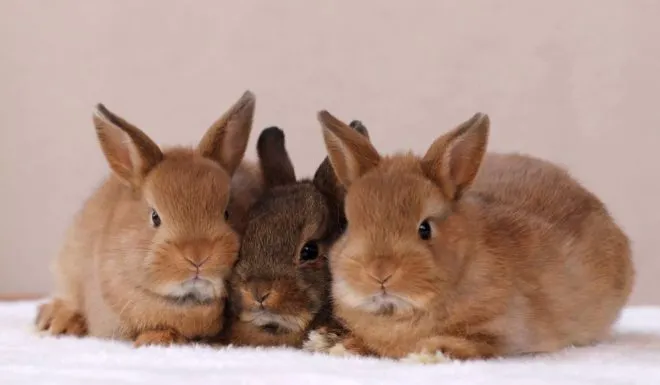Маленькие декоративные крольчата