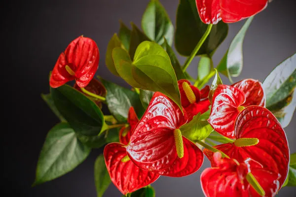 Цветок любви: комнатные растения, которые приносят в дом счастье