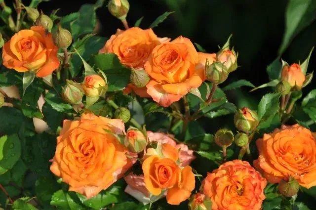 Миниатюрные розы: топ-15 сортов очаровательных малышек с фото и описанием