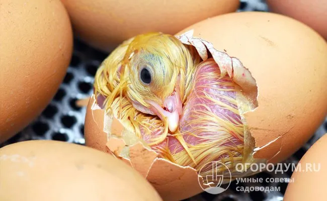 Согласно статистике, мужские особи в среднем составляют 52% выведенных птенцов, поэтому большинство фермеров заинтересовано в определении пола будущих цыплят еще в яйце