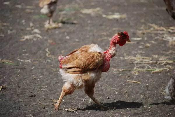 Как отличить петуха от курицы, как различить цыплят: суточных, недельных, определяем пол в 3-4 месяца