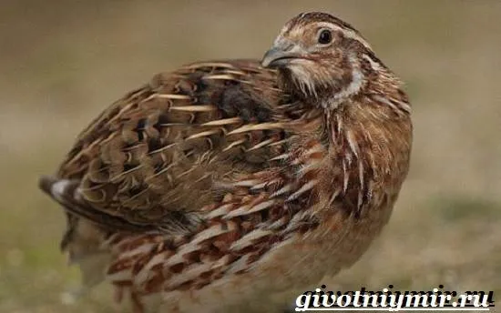 Перепел-птица-Образ-жизни-и-среда-обитания-птицы-перепел-3