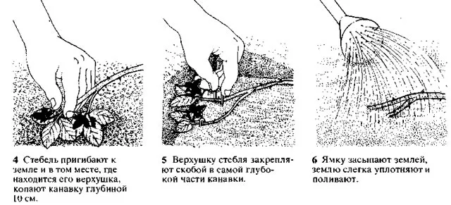 Пошаговая инструкция размножения ежевики