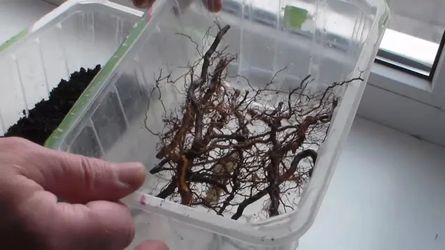 Размножение ежевики корневыми черенками