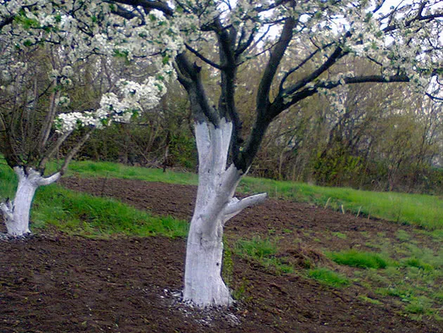 Когда белить деревья в саду весной