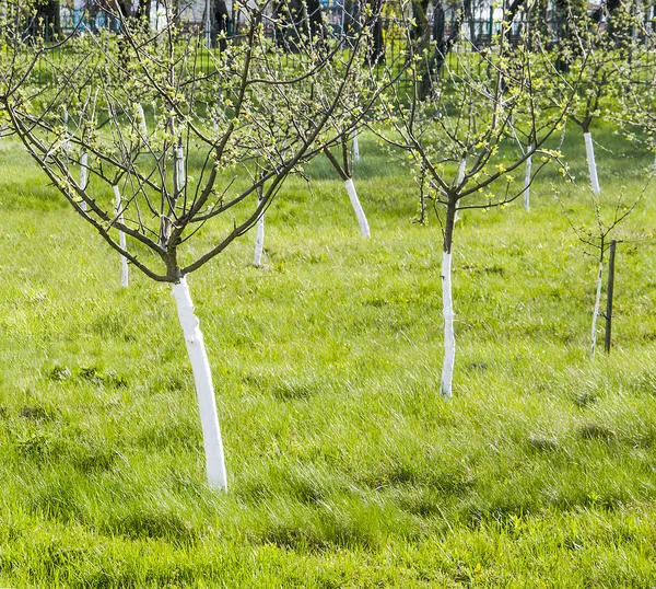 При побелке молодых деревьев дозу компонентов смеси уменьшают вдвое