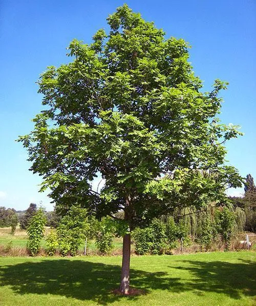 высокорослое дерево ясень
